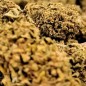 Cogollo de flor aromática HHC - Amnesia - (30 % HHC) Cogollo de flor aromática HHC - Amnesia - (30 % HHC)