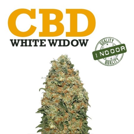 Cogollos de flor aromática CBD White Widow Indoor 37% al por mayor ✅