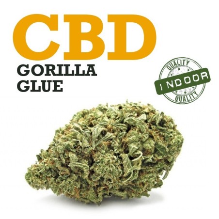 Cogollo de Flor Aromática CBD Gorilla Glue Indoor al por mayor ✅