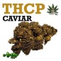 Cogollo de flor aromática - THCP Caviar - (10% THCP) Cogollo de flor aromática - THCP Caviar - (10% THCP)
