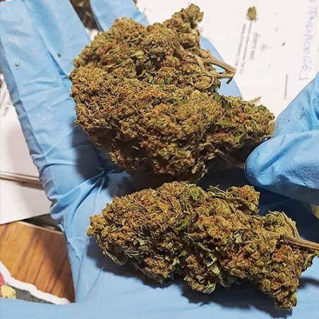 Cogollo de flor aromática 30% HHC - Muerte por Caramelo (30% HHC) [Mínimo 2 g.]