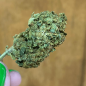 Cogollo de flor aromática - CBD Gorilla Glue - (Indoor) (24% CBD) Cogollo de flor aromática - CBD Gorilla Glue - (Indoor) (24% CBD)