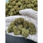 Cogollo de flor aromática - CBD Gorilla Glue - (Indoor) (24% CBD) Cogollo de flor aromática - CBD Gorilla Glue - (Indoor) (24% CBD)