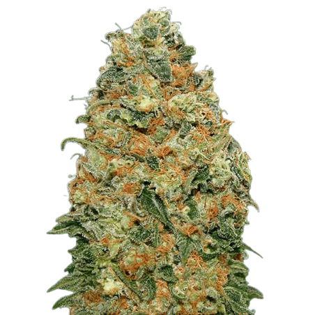 Cogollo de flor aromática - CBD White Widow - (Indoor) (37% CBD)
