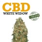 Cogollo de flor aromática - CBD White Widow - (Indoor) (37% CBD) Cogollo de flor aromática - CBD White Widow - (Indoor) (37% CBD)