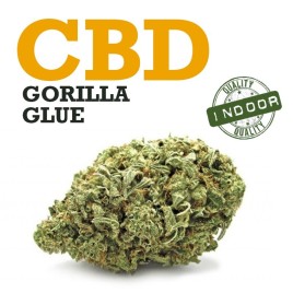 Cogollo de flor aromática - CBD Gorilla Glue - (Indoor) (24% CBD)